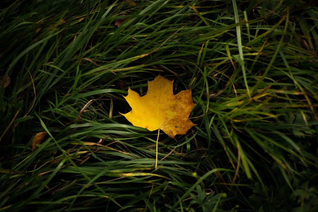 Feuille d'automne sur herbe verte